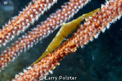One of many small critters in Raja Ampat by Larry Polster 